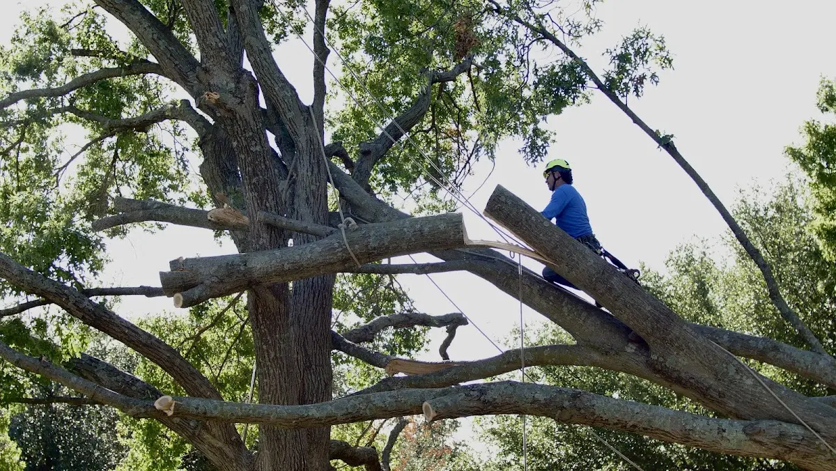 Professional Crown Thinning performed by certified arborists in New Weston